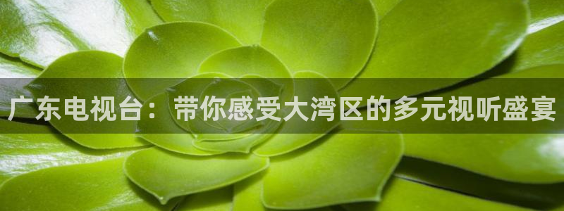 小九是谁：广东电视台：带你感受大湾区的多元视听盛宴