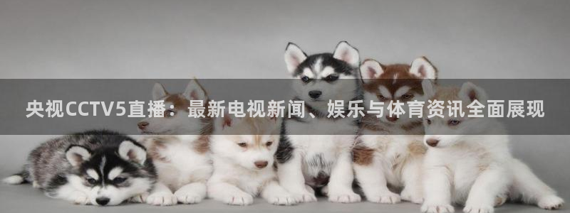 nba在线直播免费观看直播小九：央视CCTV5直播：最新电视新闻、娱乐与体育资讯全面展现